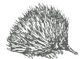 A picture of an echidna - Faith's Aussie cousin!