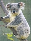 How much can a koala bare?? Austentatious?